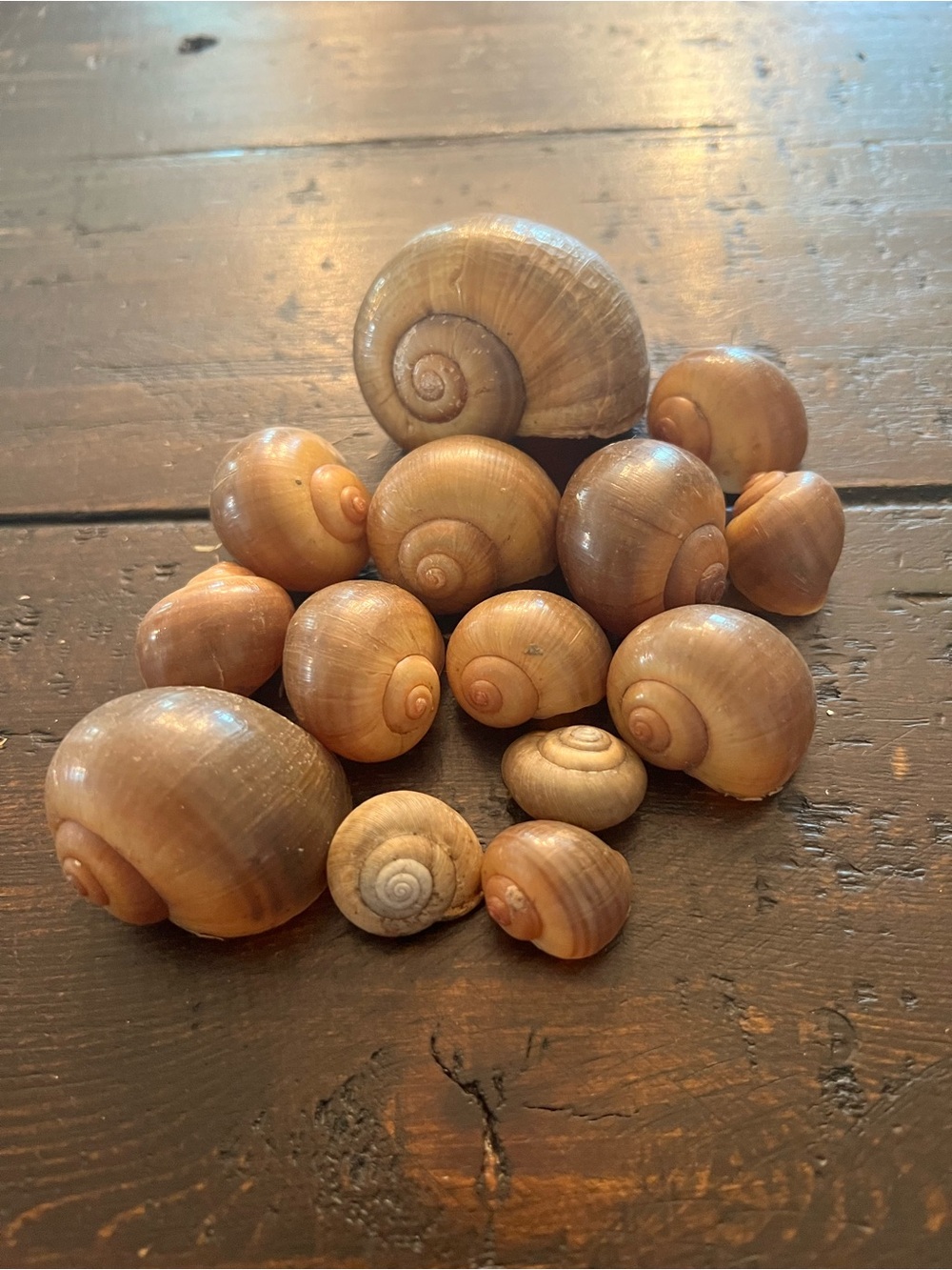 Natural Brown Snail Shells from Florida (Set of 14)